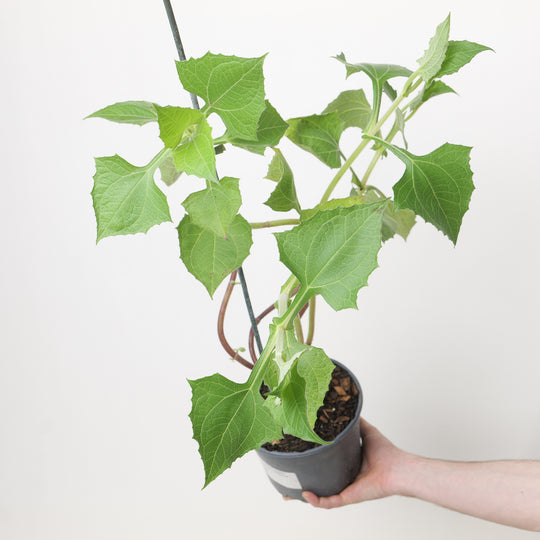 Smallanthus sonchifolius 'Bleu' 17cm / 2L Plants - Outdoor GROW TROPICALS