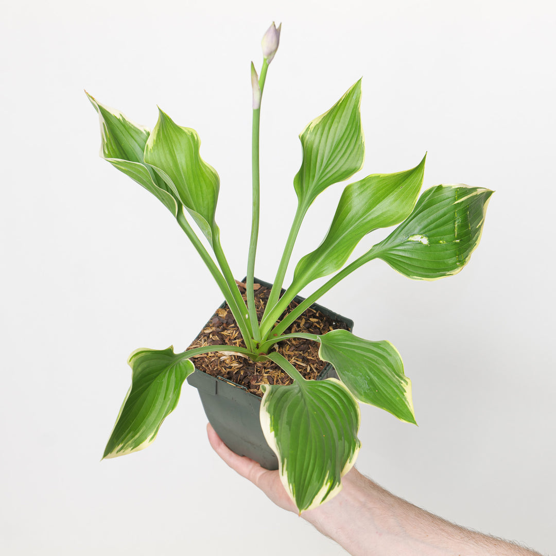 Hosta 'Yellow River'