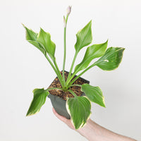 Hosta 'Yellow River'