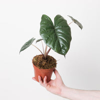Alocasia Yucatan Princess