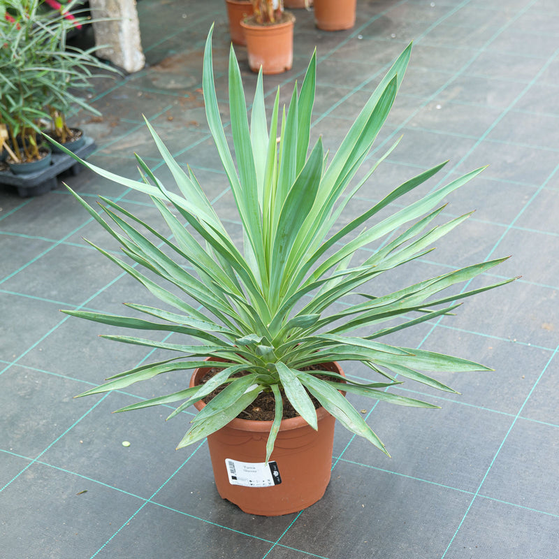 Yucca gloriosa Plants - Outdoor GROW TROPICALS