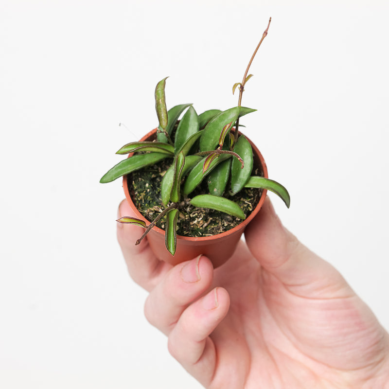 Hoya sp. zambales 'Mini Wayetii' Plants GrowTropicals
