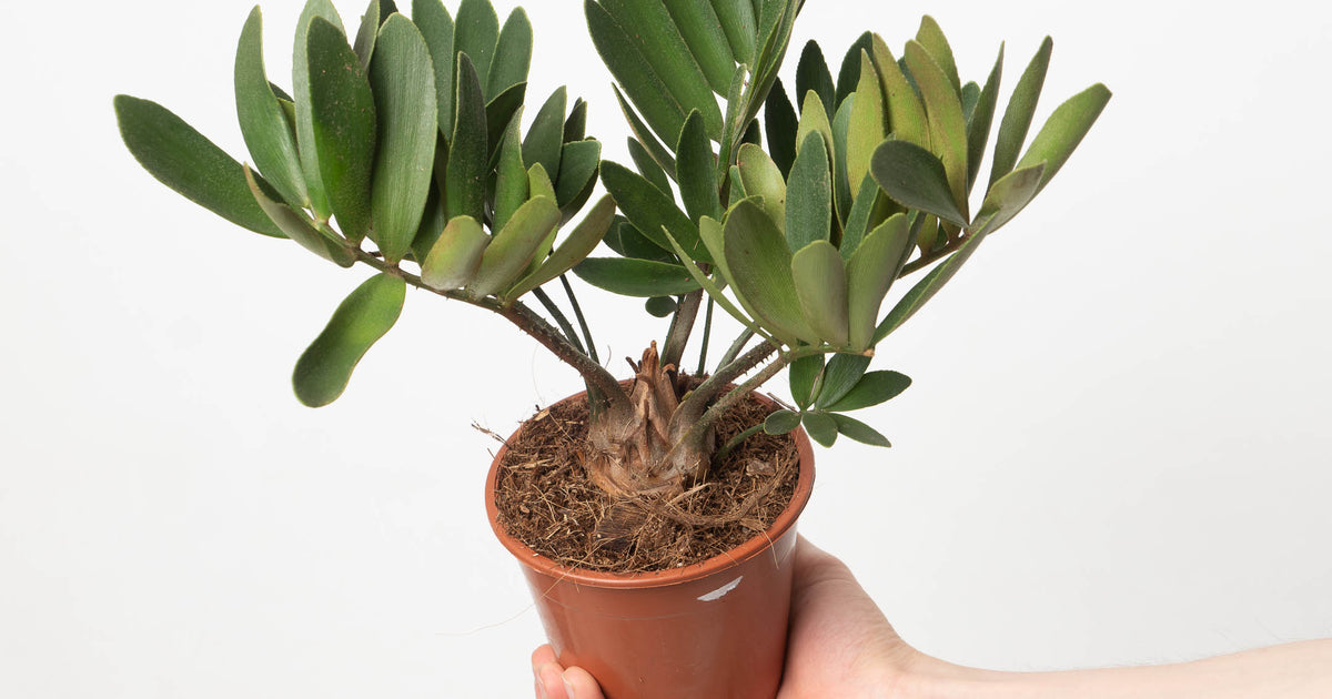 zamia-2.jpg?crop=center&height 
