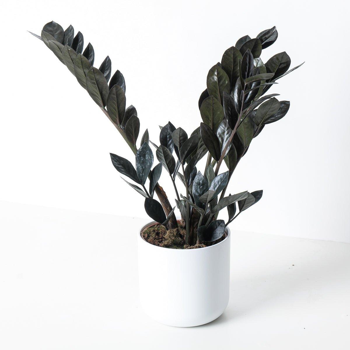 ZZ Plant