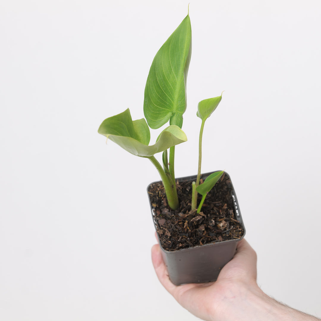 Zantedeschia aethiopica Pink Plants - Outdoor GROW TROPICALS