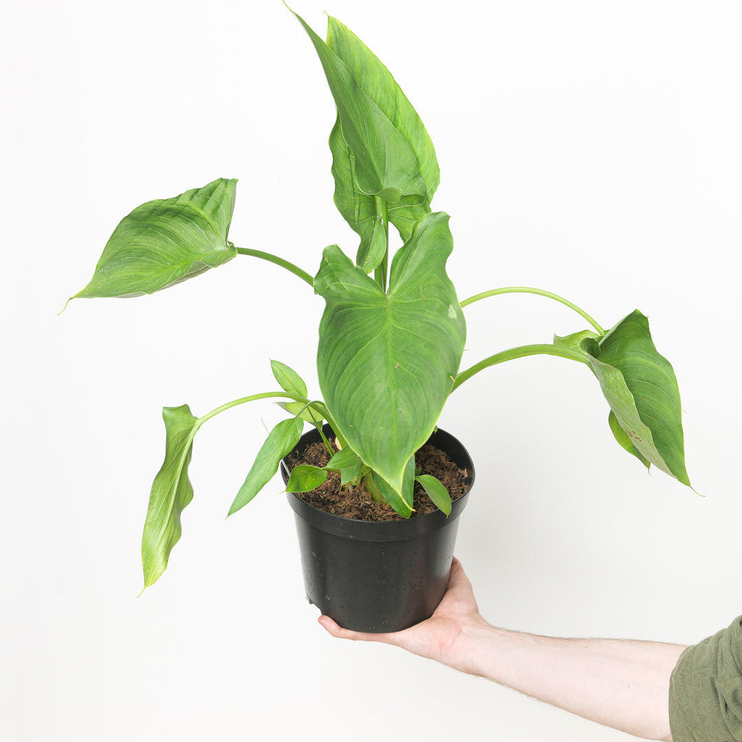 Zantedeschia aethiopica 'White' 19cm / 3L Plants - Outdoor GROW TROPICALS