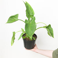 Zantedeschia aethiopica 'White'