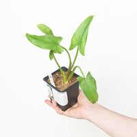 Zantedeschia aethiopica 'White'