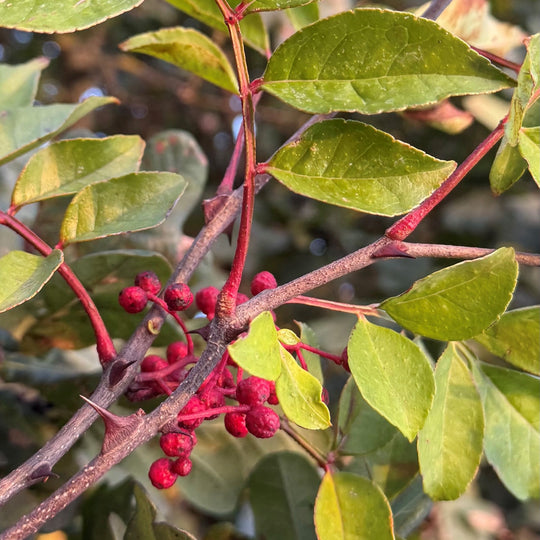 Zanthoxylum simulans Plants - Outdoor GROW TROPICALS