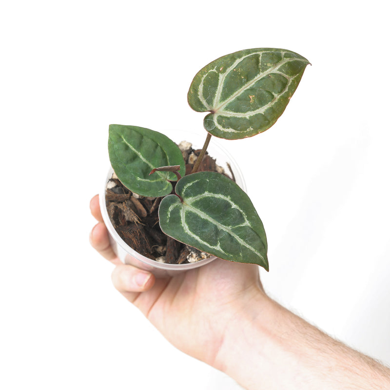 DocBlock Anthurium Zara '14' x Zara '14' by DocBlock® Plants DocBlock