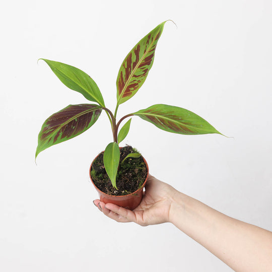 Musa Acuminata 'Zebrina' 10.5cm Plants GrowTropicals