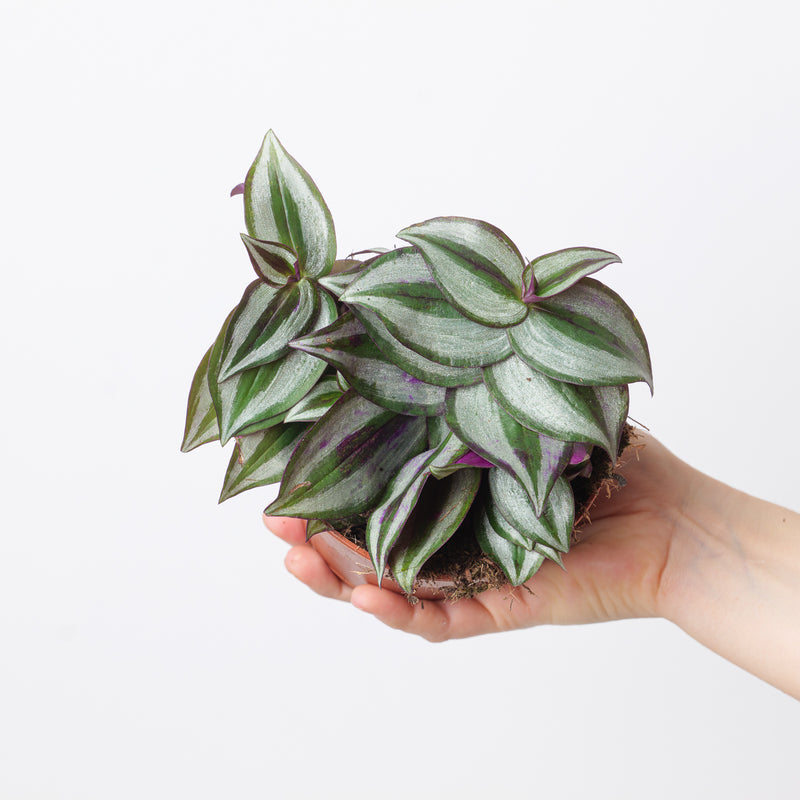 Tradescantia Zebrina — 12cm