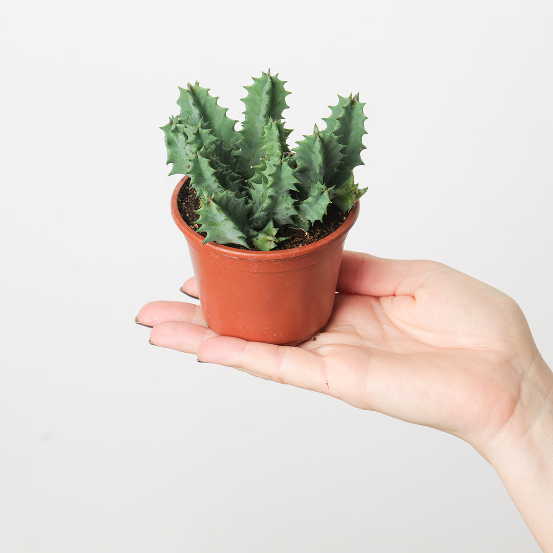 Huernia zebrina - GROW TROPICALS