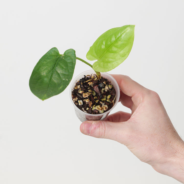 Stylochaeton zenkeri 6cm Plants GrowTropicals