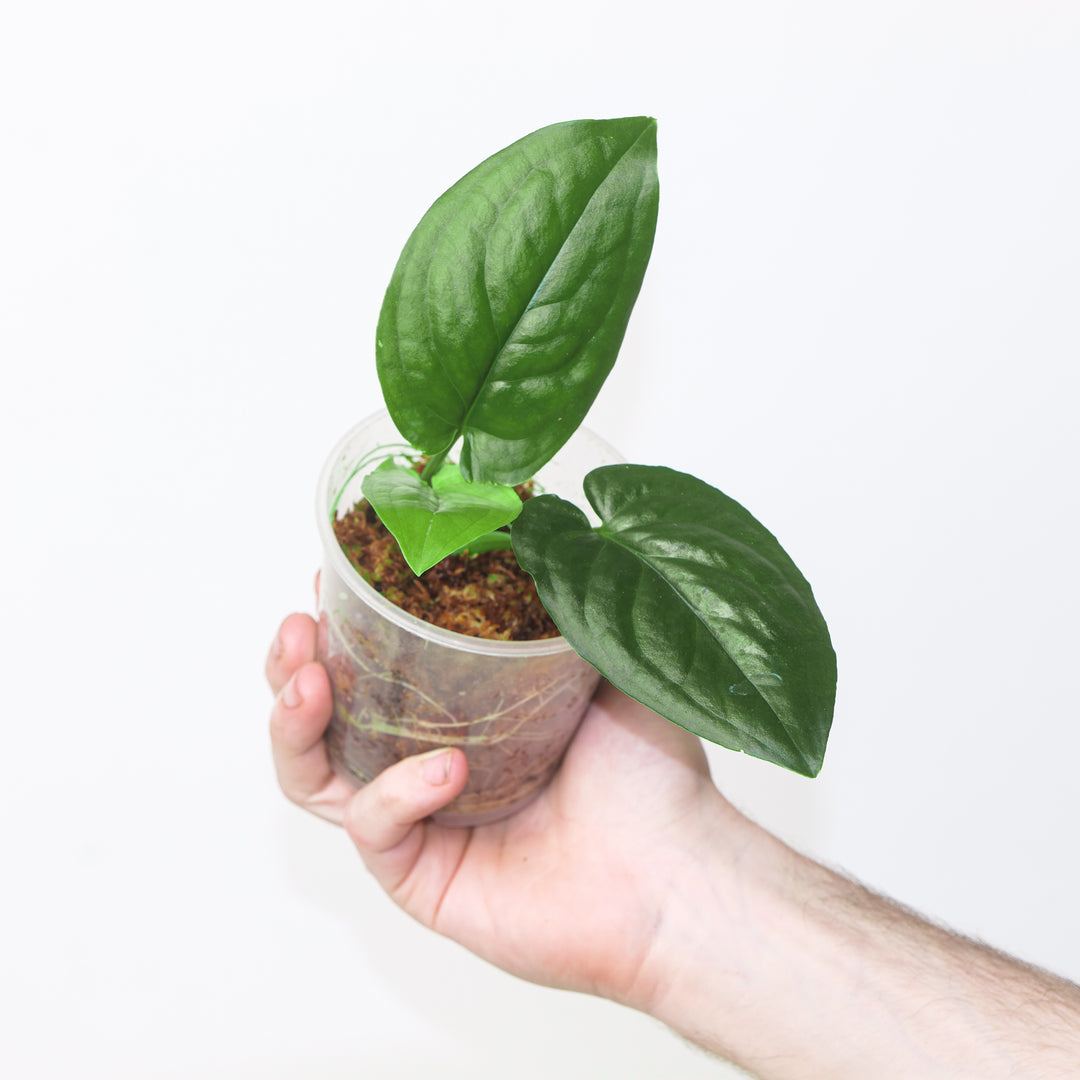 Stylochaeton zenkeri 9cm / #7 Plants GrowTropicals