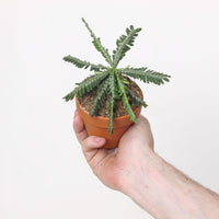 Biophytum zenkeri