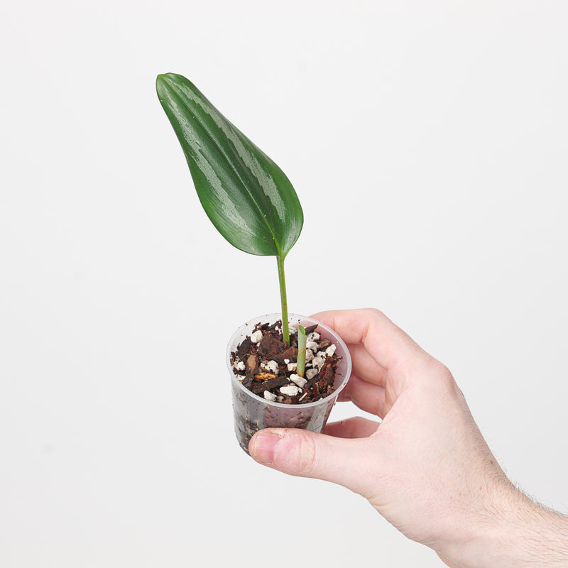 Zingiberaceae sp. Black/Silver — 6cm