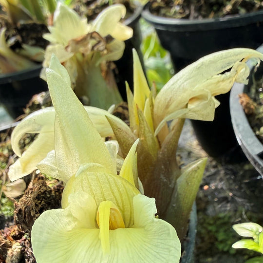 Zingiber mioga Plants - Outdoor GROW TROPICALS