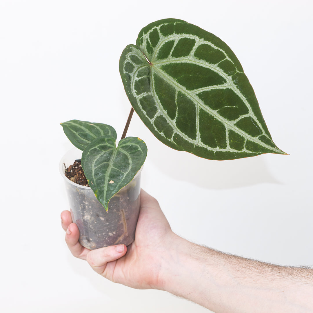 Anthurium (Zara x Michelle) xSelf #2 Plants GrowTropicals