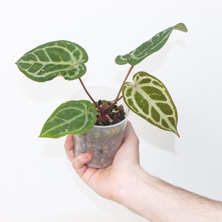 Anthurium (Zara x Michelle) xSelf #4 Plants GrowTropicals