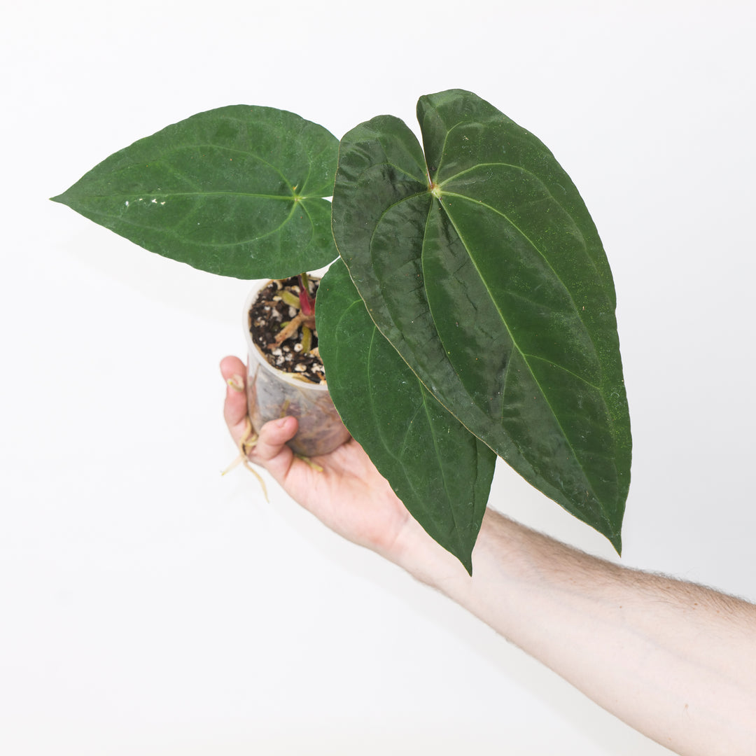 Anthurium (Zara × Michelle) × ‘Fort Sherman’ 9cm Plants GrowTropicals