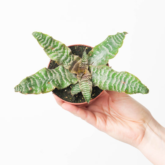 Cryptanthus zonatus Plants GrowTropicals