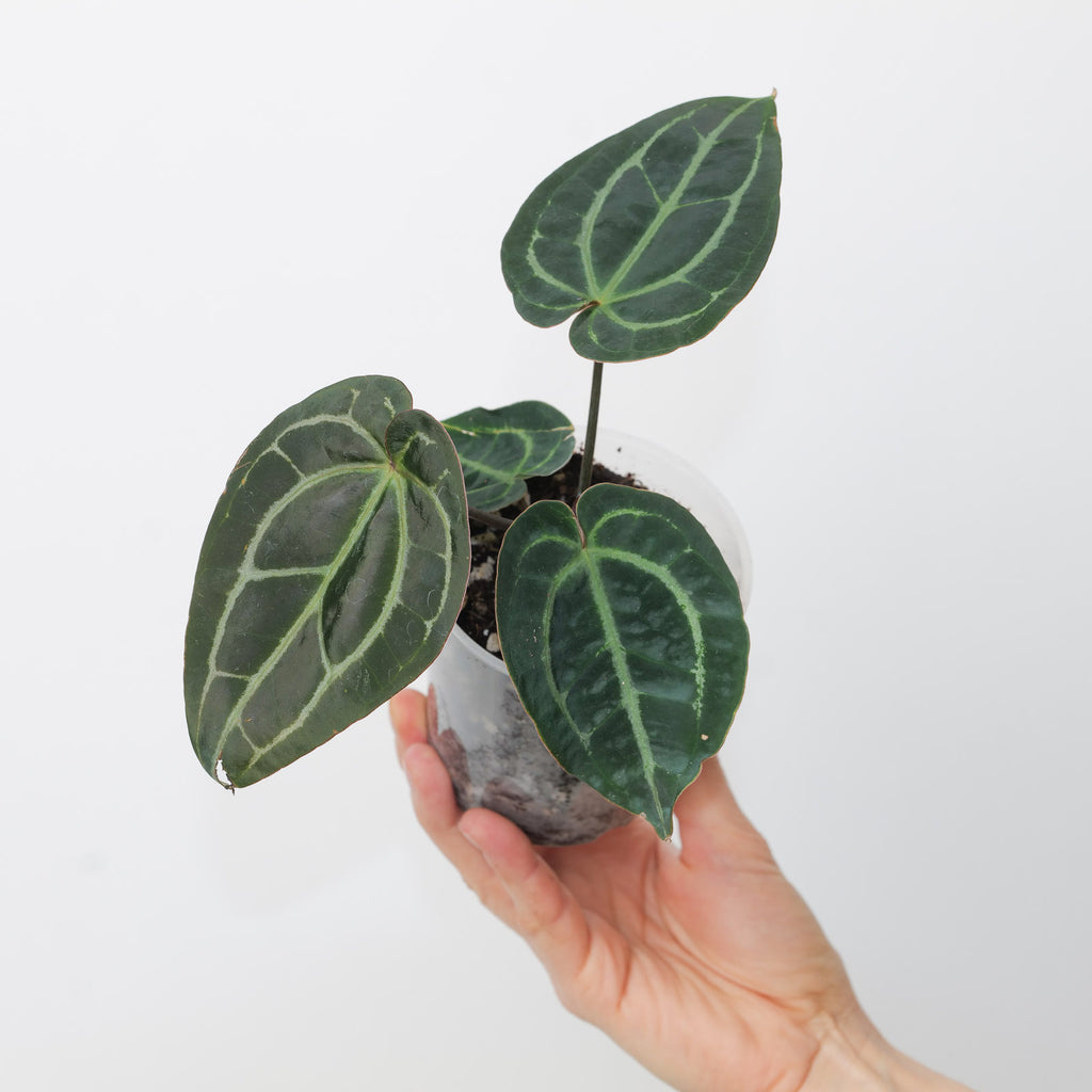 Anthurium Zara x self 実生株 Anthurium Zara x self 実生株