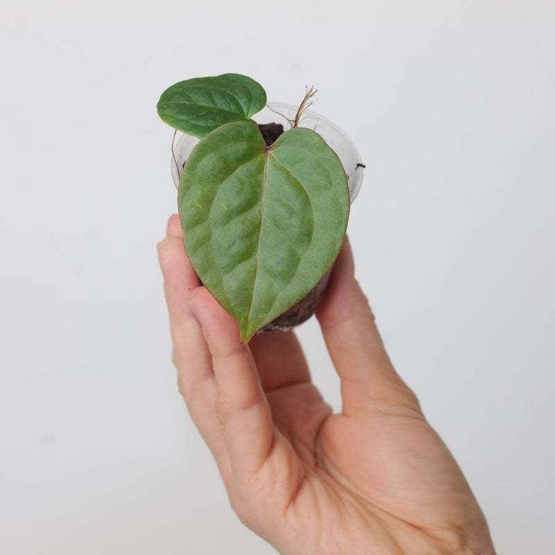 Anthurium (Zara x Michelle) x Luxurians 6cm Plants GrowTropicals