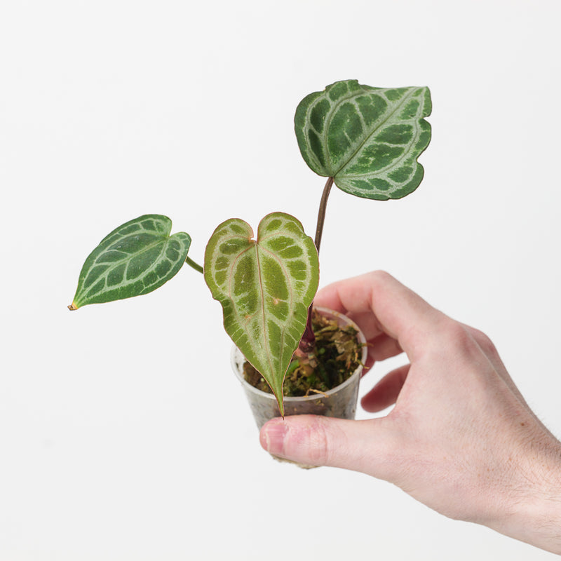 Anthurium (Zara x Michelle) x Michelle 6cm / A1 Plants GrowTropicals