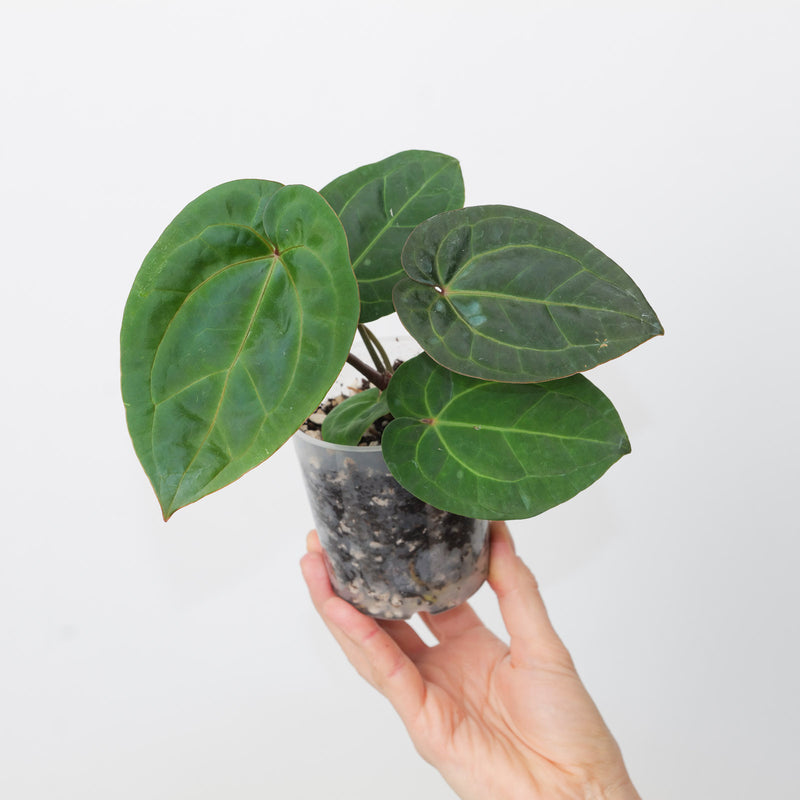 Anthurium (Zara x Michelle) x RVDP — A1