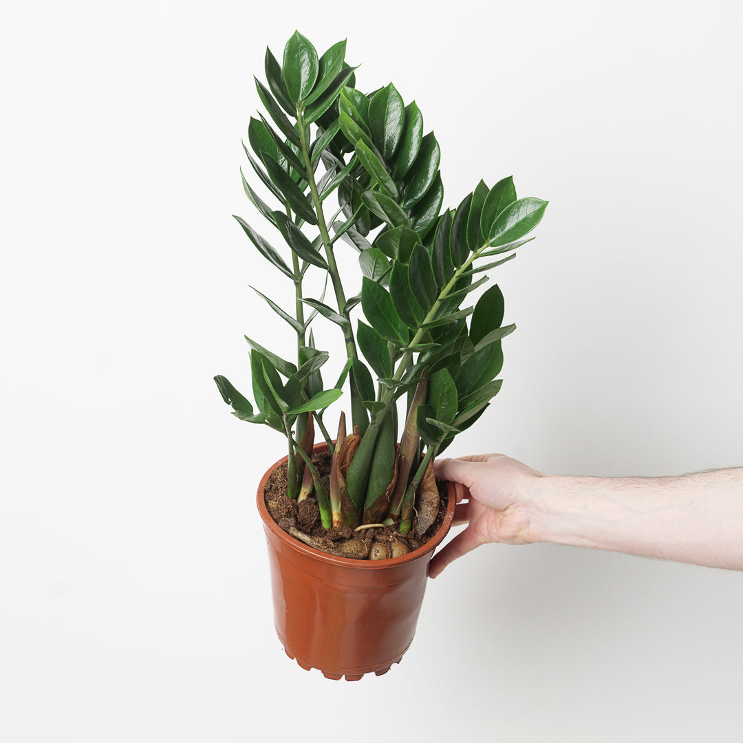 curly zz plant Zamioculcas zamiifolia | Plants