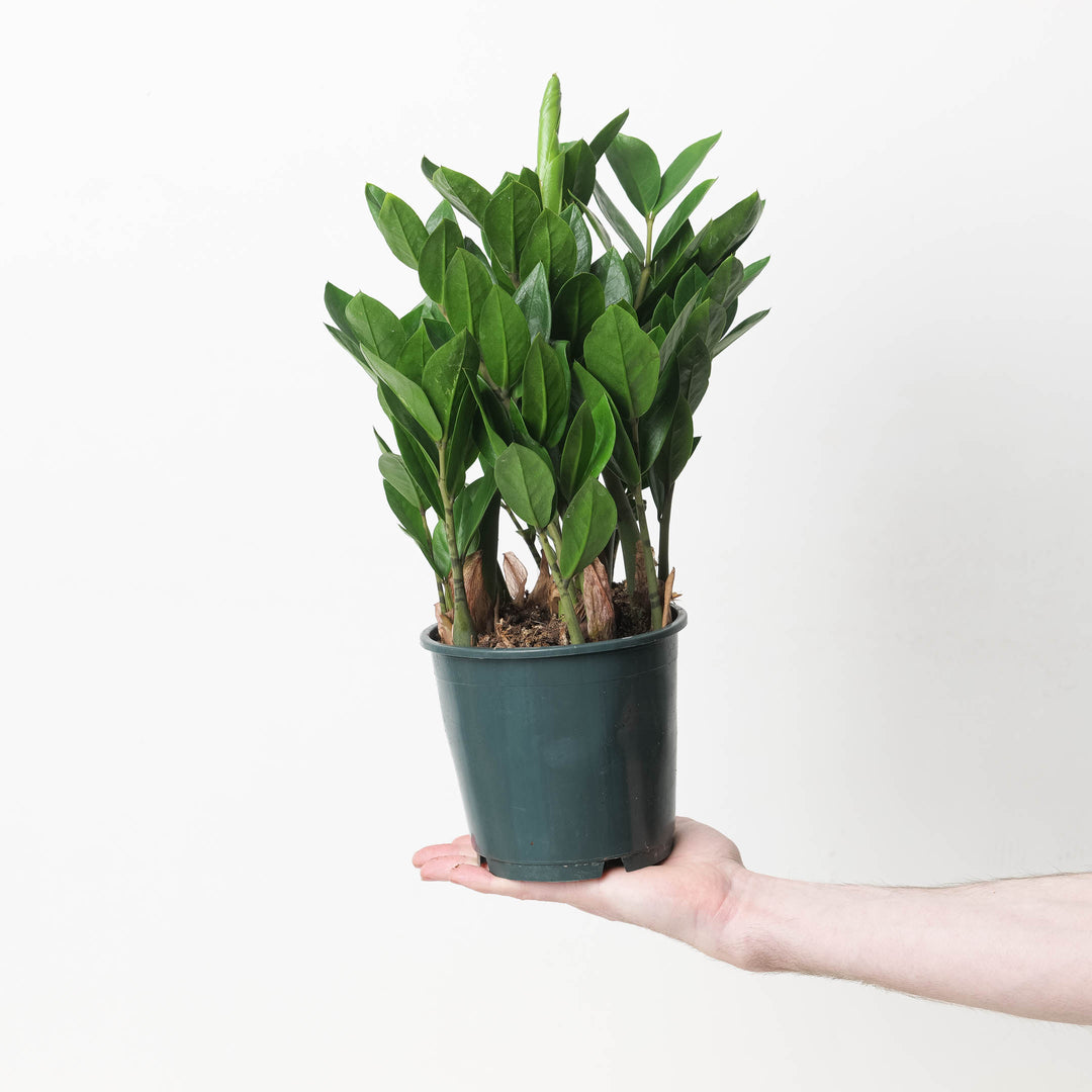 zz plant for sale uk Zamioculcas zamiifolia