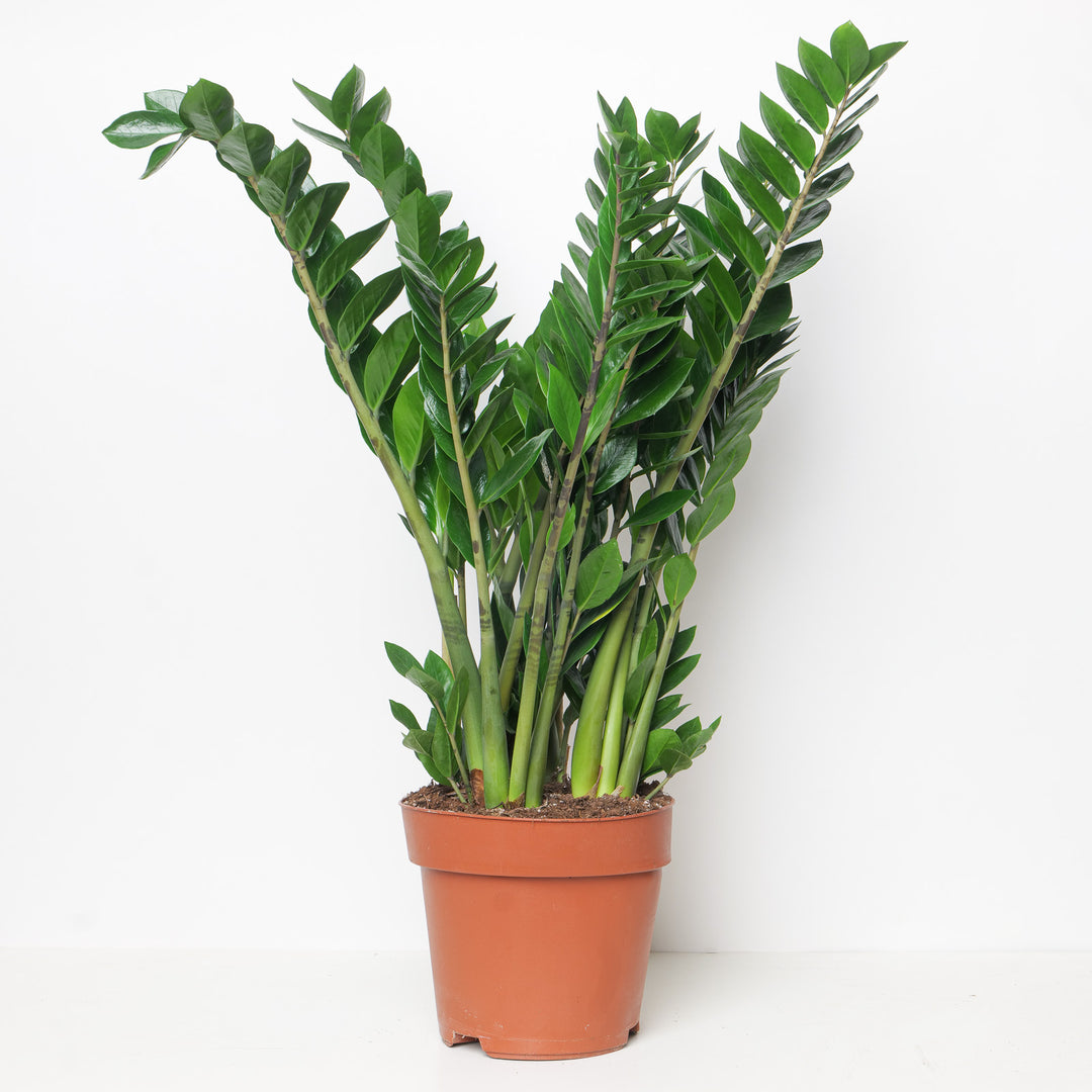 Zamioculcas zamiifolia | ZZ Plant 21cm Plants GrowTropicals