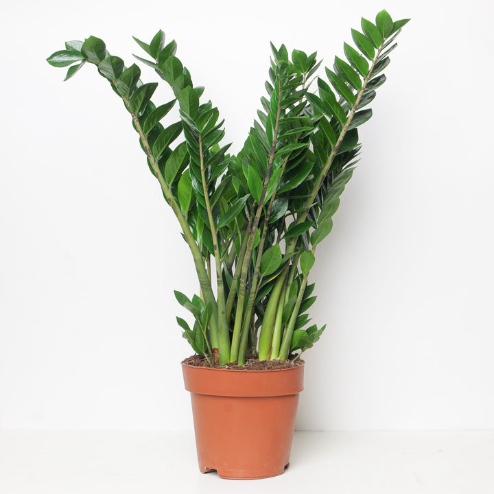 Zamioculcas zamiifolia | ZZ Plant 21cm Plants GrowTropicals