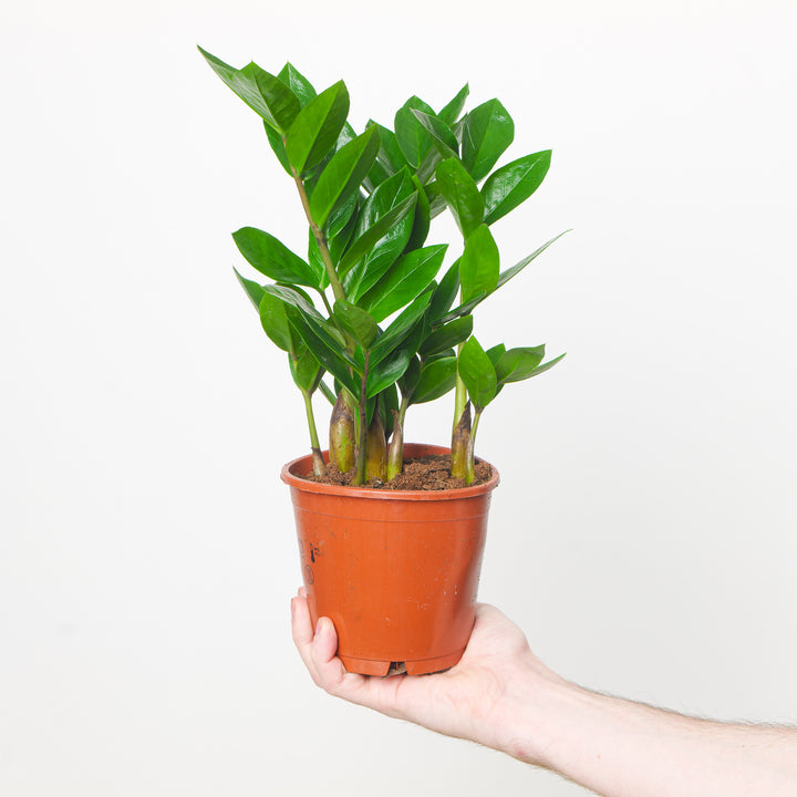 Zamioculcas zamiifolia (ZZ Plant) 12cm Plants GrowTropicals