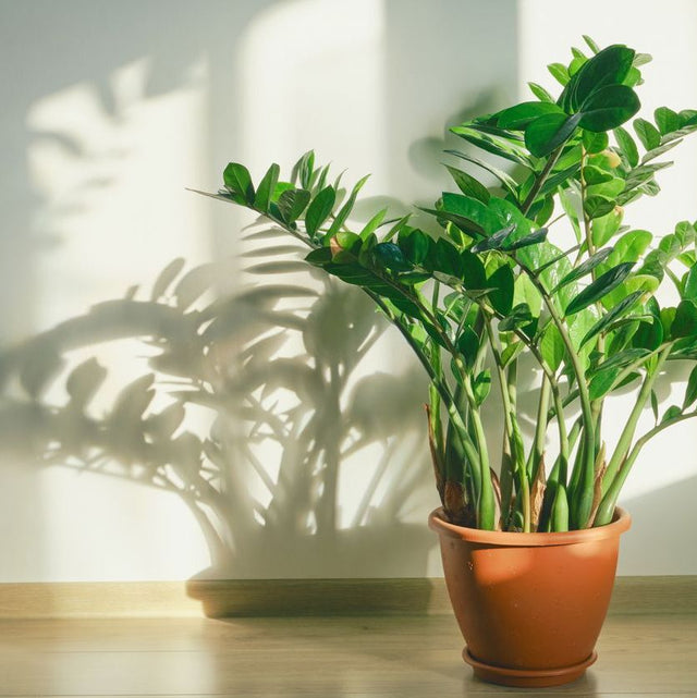 Low Light Indoor Plants
