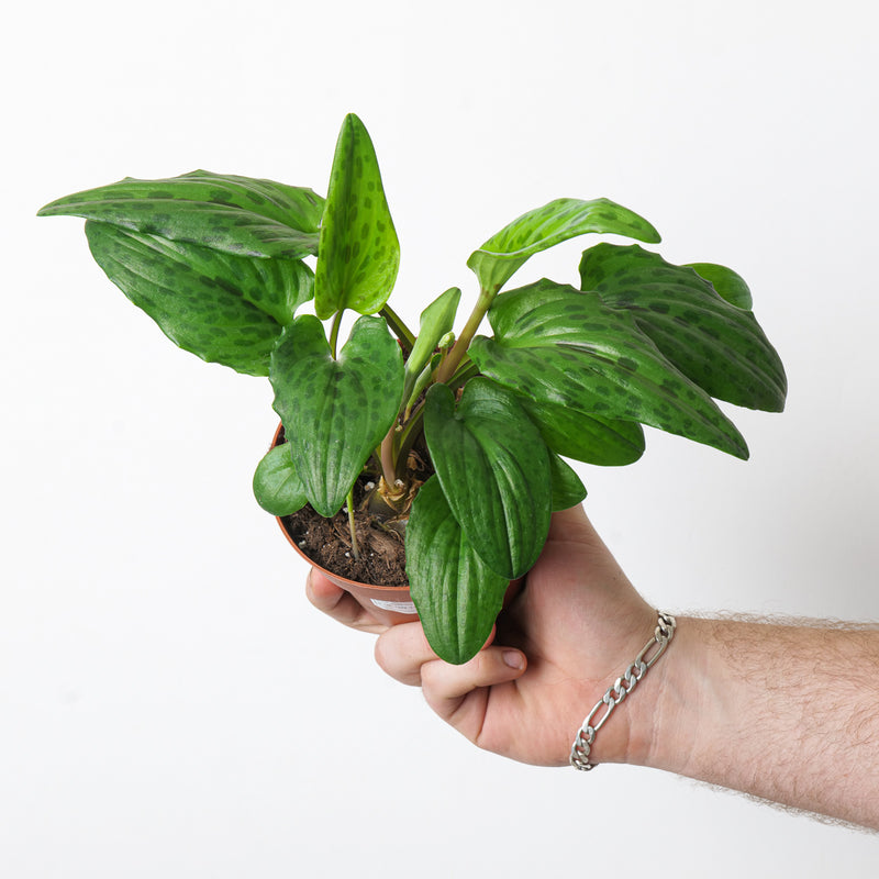 Drimiopsis maculata 12cm Plants GrowTropicals