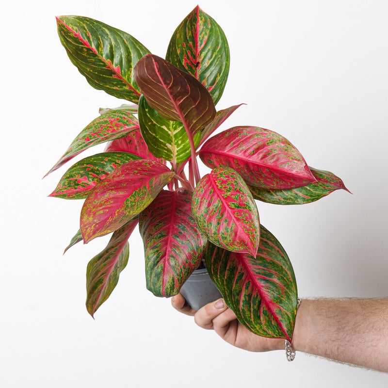 Aglaonema 'Garnet Coltrane' Plants GrowTropicals