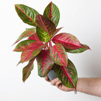 Aglaonema 'Garnet Coltrane'