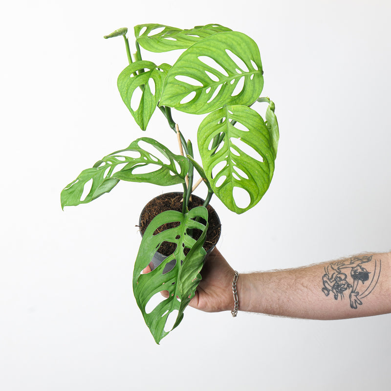 Monstera 'Esqueleto' 15cm Plants GrowTropicals