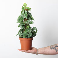 Scindapsus pictus 'Silvery Ann'