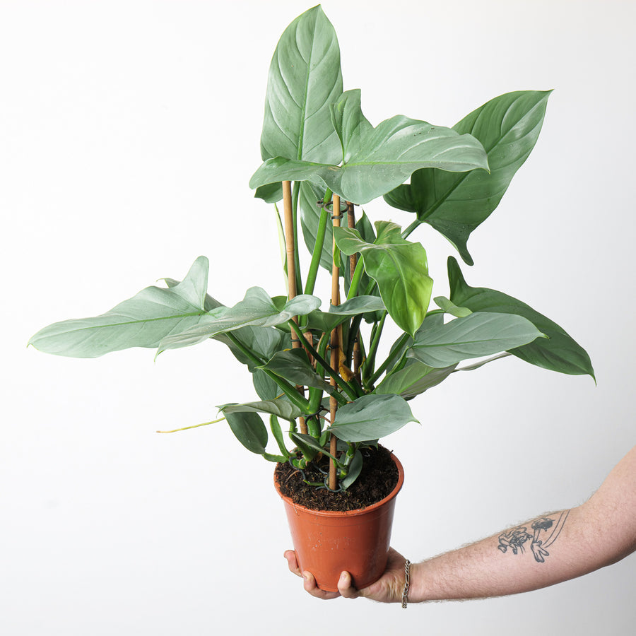 Philodendron 'Silver Sword' - GROW TROPICALS