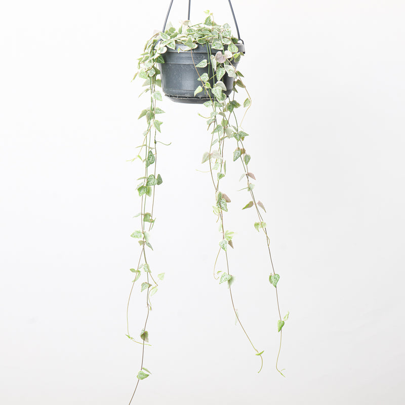 Ceropegia linearis 'Merel' Plants GrowTropicals