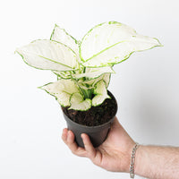 Aglaonema 'White Joy'