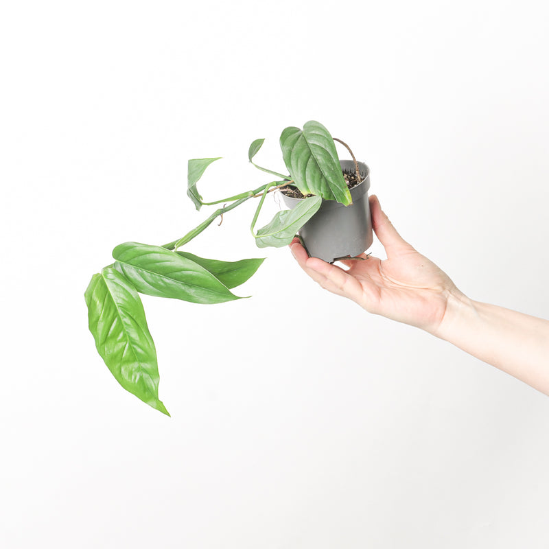 Monstera obliqua 'Suriname' Plants GrowTropicals