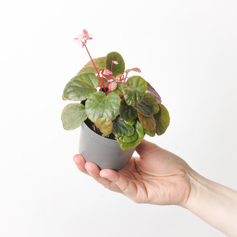 Begonia subnummularifolia Plants GrowTropicals