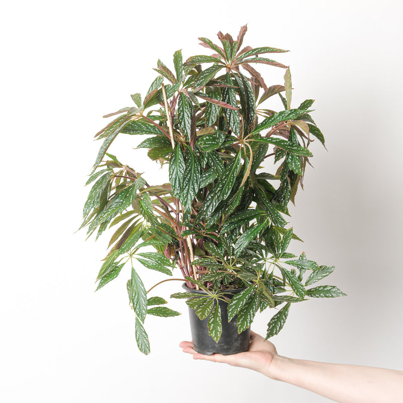 Begonia Hemsleyana Silver Plants GrowTropicals
