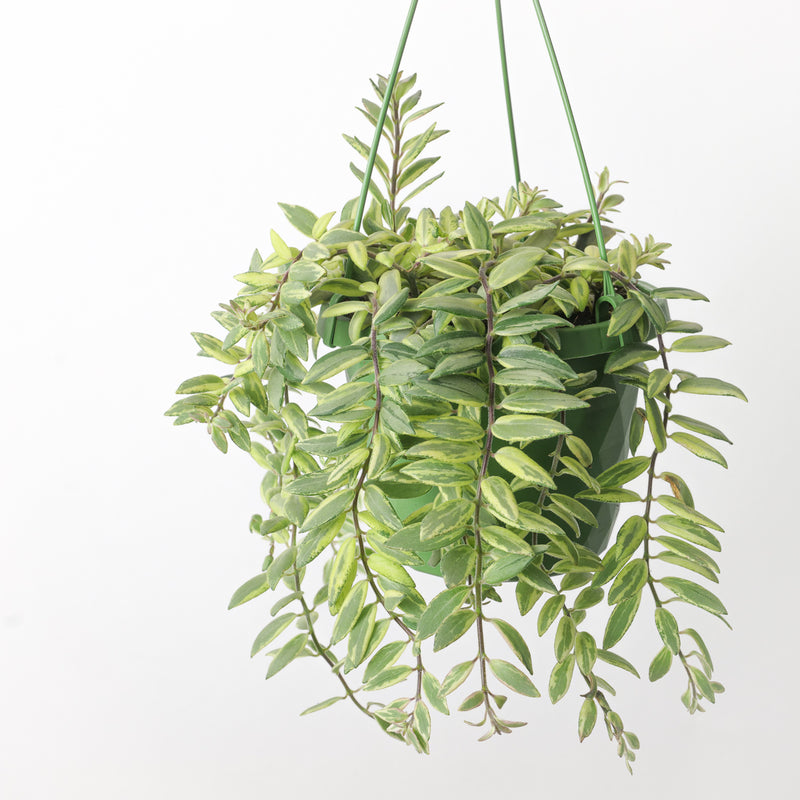 Aeschynanthus Bolero Bicolour Plants GrowTropicals