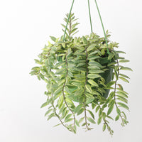 Aeschynanthus Bolero Bicolour