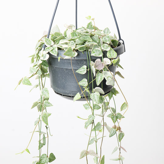 Ceropegia linearis 'Merel' 14cm Plants GrowTropicals